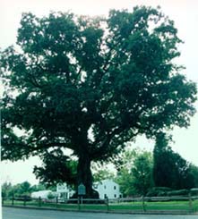 The Wye Oak